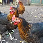 アパート An Der Hainmuehle *