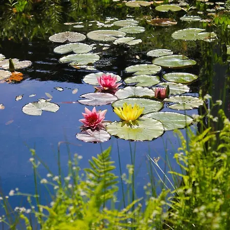 Апартаменты An Der Hainmuehle *