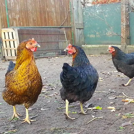 An Der Hainmuehle شقة