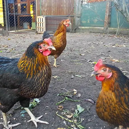 Appartement An Der Hainmuehle *