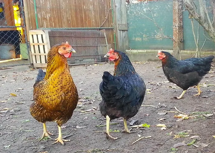 An Der Hainmuehle Apartamento