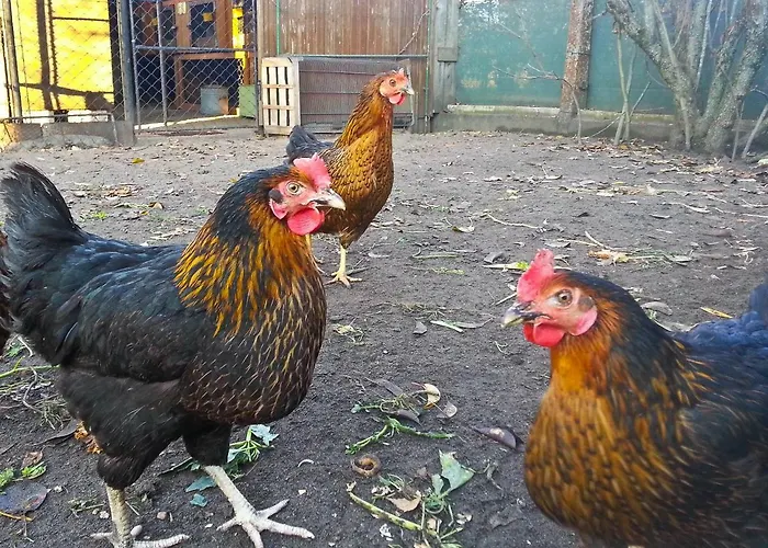 Apartamento An Der Hainmuehle *