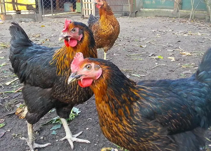 Apartamento An Der Hainmuehle *